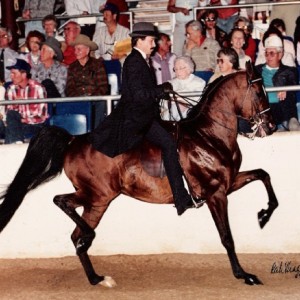 Stallions | Maplewood Farms